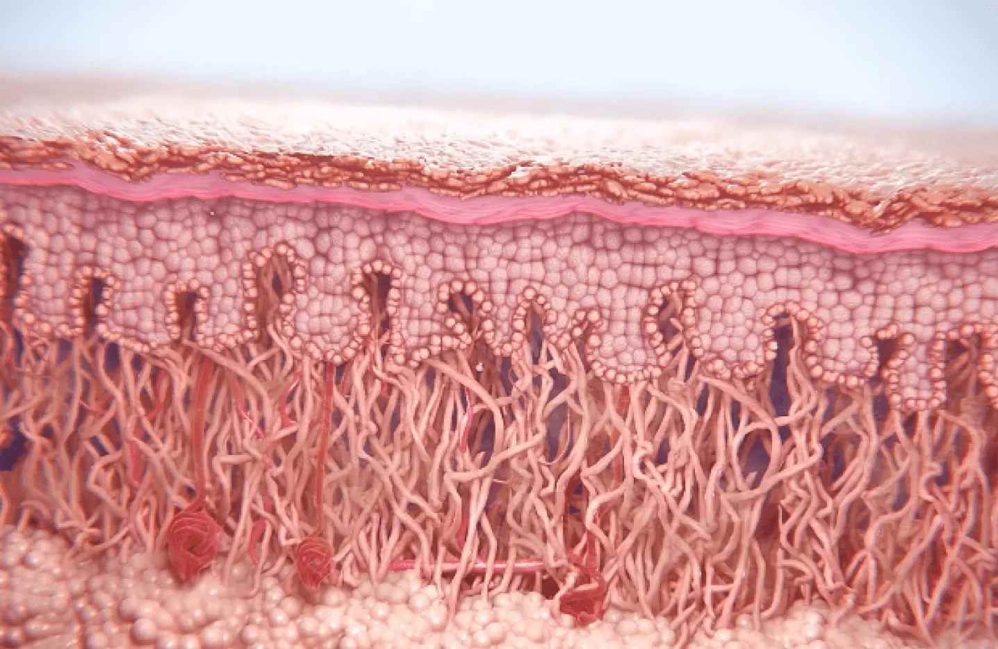 up close dermis layer